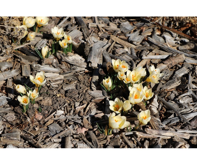 Cream Beauty Snow Crocus